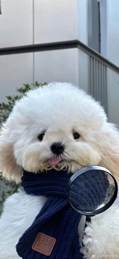 狗是人类最好的朋友|手机壁纸-图宝宝