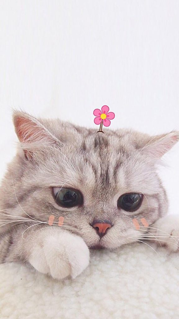 图片[4]-一组猫咪壁纸|手机壁纸-图宝宝