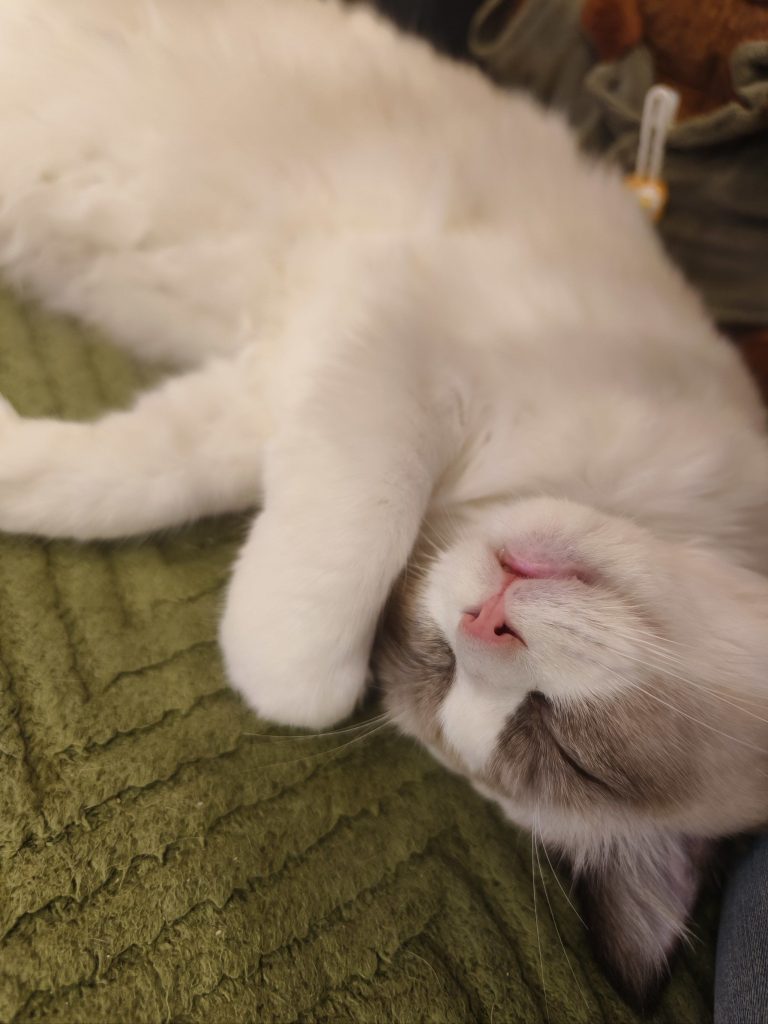 图片[5]-一组猫咪壁纸|手机壁纸-图宝宝